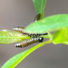 Paropsini sp. (tribe) at Surf Beach, NSW - 18 Dec 2023 10:06 AM