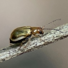 Adoxia sp. (genus) at Surf Beach, NSW - 17 Dec 2023 by Hejor1