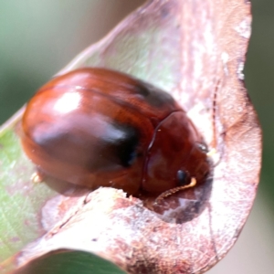 Paropsisterna liturata at Surf Beach, NSW - 18 Dec 2023