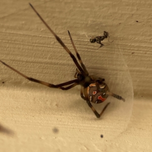 Latrodectus hasselti at Surf Beach, NSW - 18 Dec 2023