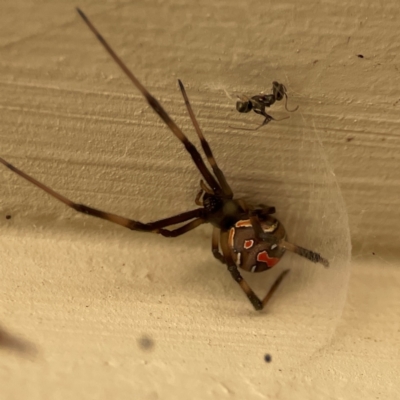 Latrodectus hasselti (Redback Spider) at Surf Beach, NSW - 18 Dec 2023 by Hejor1