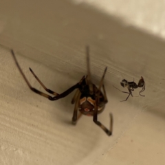 Latrodectus hasselti at Surf Beach, NSW - 18 Dec 2023 10:36 AM