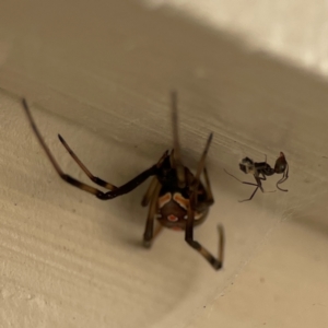 Latrodectus hasselti at Surf Beach, NSW - 18 Dec 2023 10:36 AM