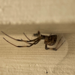 Latrodectus hasselti at Surf Beach, NSW - 18 Dec 2023