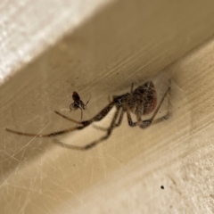 Latrodectus hasselti at Surf Beach, NSW - 18 Dec 2023 10:36 AM