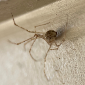 Cryptachaea gigantipes at Surf Beach, NSW - 18 Dec 2023 10:37 AM