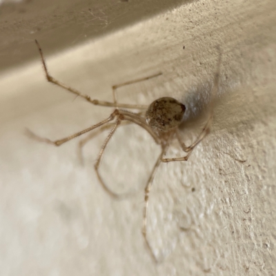 Cryptachaea gigantipes (White porch spider) at Surf Beach, NSW - 18 Dec 2023 by Hejor1