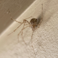 Cryptachaea gigantipes at Surf Beach, NSW - 18 Dec 2023 10:37 AM