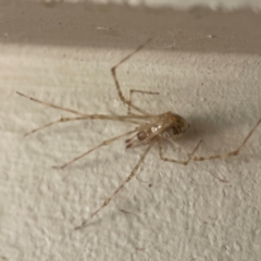 Cryptachaea gigantipes at Surf Beach, NSW - 18 Dec 2023 10:37 AM