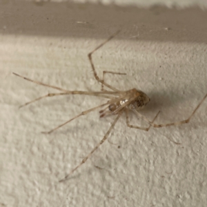 Cryptachaea gigantipes at Surf Beach, NSW - 18 Dec 2023 10:37 AM