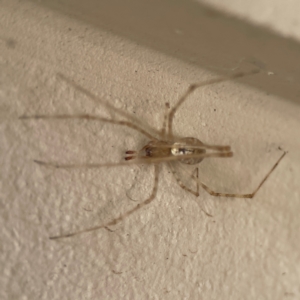 Cryptachaea gigantipes at Surf Beach, NSW - 18 Dec 2023 10:37 AM