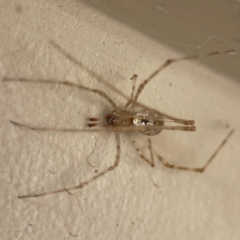 Cryptachaea gigantipes at Surf Beach, NSW - 18 Dec 2023