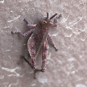 Catantopini sp. (tribe) at Surf Beach, NSW - 18 Dec 2023