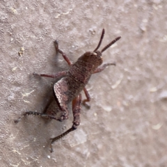 Catantopini sp. (tribe) at Surf Beach, NSW - 18 Dec 2023