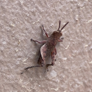 Catantopini sp. (tribe) at Surf Beach, NSW - 18 Dec 2023 10:37 AM