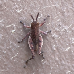 Catantopini sp. (tribe) at Surf Beach, NSW - 18 Dec 2023 10:37 AM