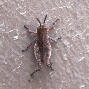 Catantopini sp. (tribe) at Surf Beach, NSW - 18 Dec 2023