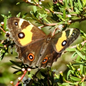 Tisiphone abeona at Arthurs Seat, VIC - 17 Dec 2023