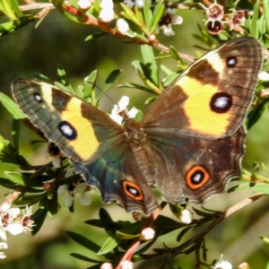 Tisiphone abeona at Arthurs Seat, VIC - suppressed