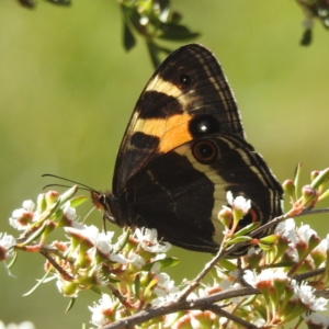 Tisiphone abeona at Arthurs Seat, VIC - 17 Dec 2023