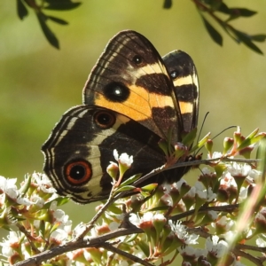 Tisiphone abeona at Arthurs Seat, VIC - 17 Dec 2023