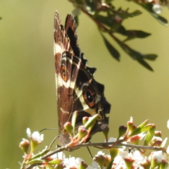 Tisiphone abeona at Arthurs Seat, VIC - 17 Dec 2023