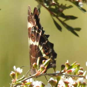 Tisiphone abeona at Arthurs Seat, VIC - suppressed