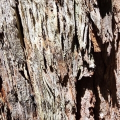 Eucalyptus fastigata at Bemboka, NSW - 18 Dec 2023