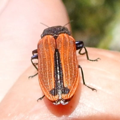 Castiarina erythroptera (Lycid Mimic Jewel Beetle) at Arthurs Seat, VIC - 17 Dec 2023 by HelenCross