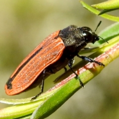 Castiarina erythroptera at Arthurs Seat, VIC - 17 Dec 2023