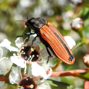 Castiarina erythroptera at Arthurs Seat, VIC - 17 Dec 2023