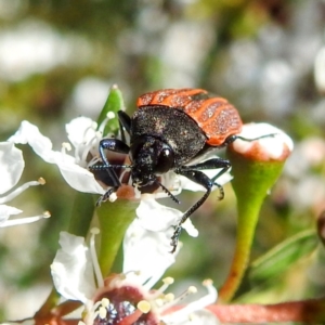 Castiarina erythroptera at Arthurs Seat, VIC - 17 Dec 2023