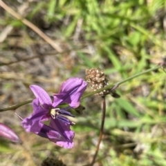 Arthropodium fimbriatum (Nodding Chocolate Lily) at Tuggeranong, ACT - 18 Dec 2023 by Shazw