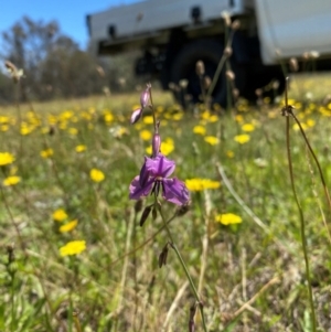 Arthropodium fimbriatum at Farrer Ridge - 18 Dec 2023