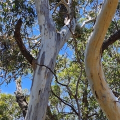 Eucalyptus globulus subsp. maidenii at Bemboka, NSW - 18 Dec 2023