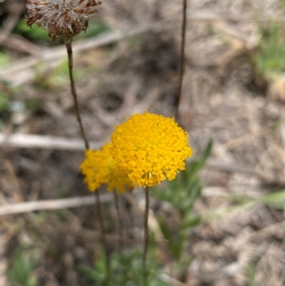 Leptorhynchos squamatus subsp. squamatus (Scaly Buttons) at Farrer Ridge - 18 Dec 2023 by Shazw