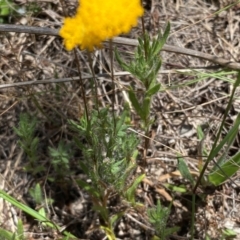 Leptorhynchos squamatus subsp. squamatus at Farrer Ridge - suppressed