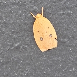 Garrha pudica at Alison, NSW - 18 Dec 2023 12:26 PM