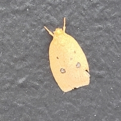 Garrha pudica at Alison, NSW - 18 Dec 2023 12:26 PM