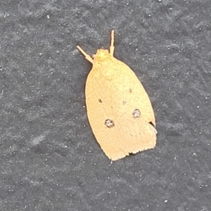 Garrha pudica at Alison, NSW - 18 Dec 2023 12:26 PM