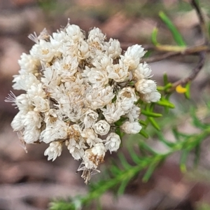 Ozothamnus diosmifolius at Alison, NSW - 18 Dec 2023 11:47 AM