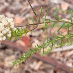 Ozothamnus diosmifolius at Alison, NSW - 18 Dec 2023 11:47 AM