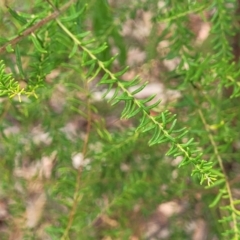 Ozothamnus diosmifolius at Alison, NSW - 18 Dec 2023 11:47 AM