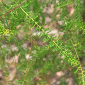 Ozothamnus diosmifolius at Alison, NSW - 18 Dec 2023 11:47 AM