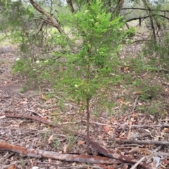 Ozothamnus diosmifolius at Alison, NSW - 18 Dec 2023 11:47 AM