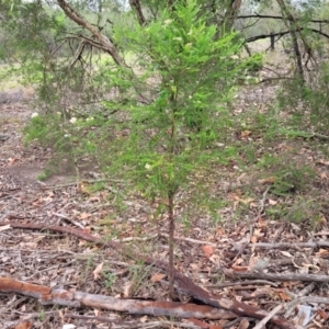 Ozothamnus diosmifolius at Alison, NSW - 18 Dec 2023 11:47 AM