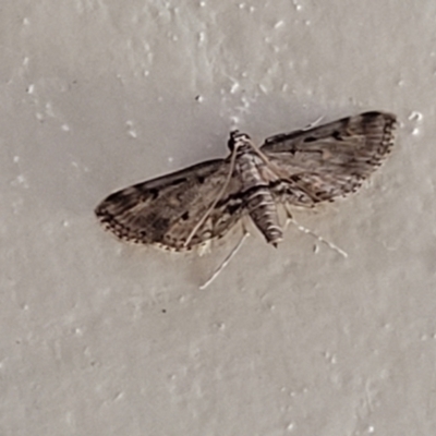 Unidentified Moth (Lepidoptera) at Coolongolook, NSW - 17 Dec 2023 by trevorpreston