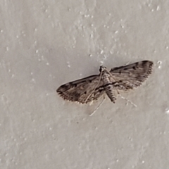 Paraponyx crisonalis at Coolongolook, NSW - suppressed