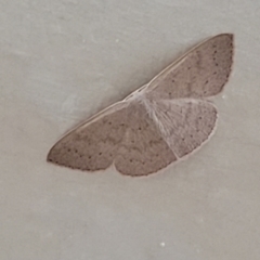Unverified Geometer moth (Geometridae) at Coolongolook, NSW - 18 Dec 2023 by trevorpreston