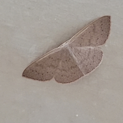 Unidentified Geometer moth (Geometridae) at Coolongolook, NSW - 17 Dec 2023 by trevorpreston